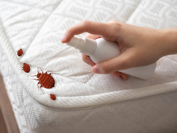 Reliable Taylor, AZ Pest Control Solutions