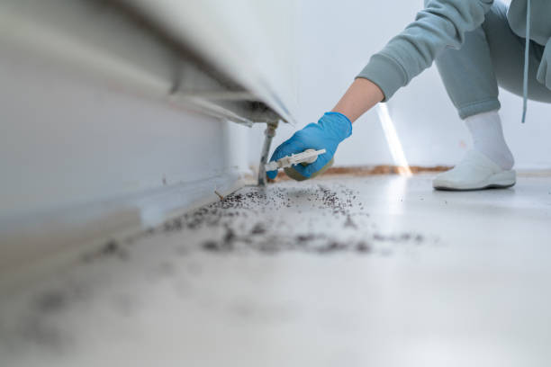 Best Ant Control Services  in Taylor, AZ